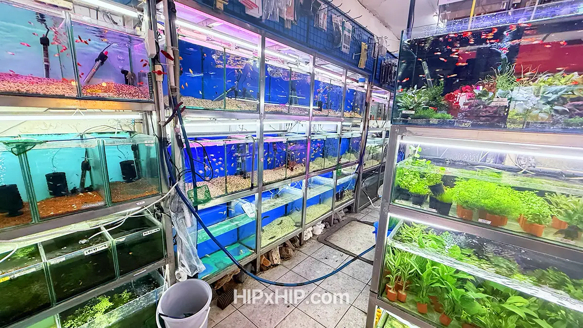 창신동 완구거리를 지나 수족관거리의 한 수족관 내부