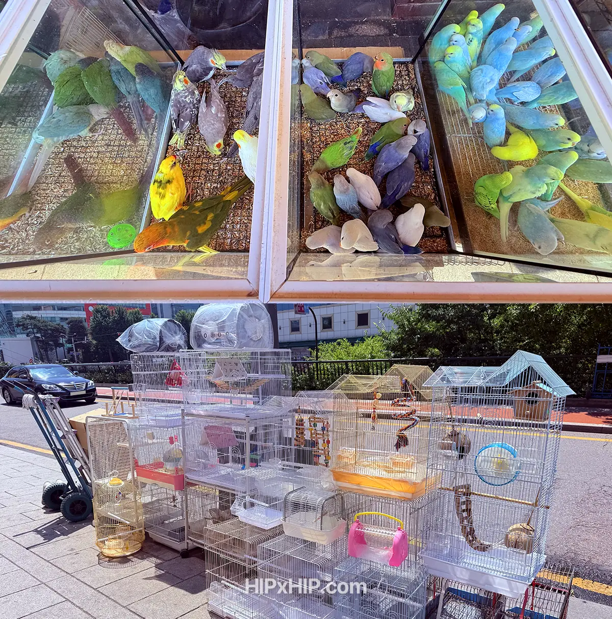 수족관거리의 새들
